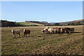 Inquisitive Cattle