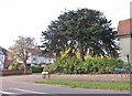 Monkey puzzle tree by the junction of Trafford and Cecil roads