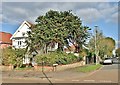 Monkey puzzle tree by the junction of Trafford and Cecil roads