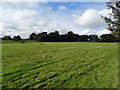 Grazing off Wye Valley Link Road, Chepstow