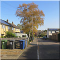 Great Wilbraham: golden birch on Church Close