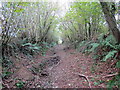 Llwybr ger Brondawe / Path near Brondawe