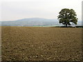 Ploughed field adjacent to Stanway Coppice