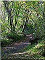 Woodland track north-west of Highley in Shropshire