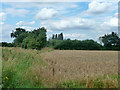 Field edge south of nursery on Mashbury Road