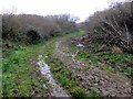 Muddy track between Carnfathach and the Ciliau farms