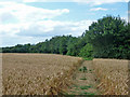 Path across wheat field