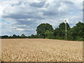 TL6909 : Wheat field west of Hollow Lane by Robin Webster