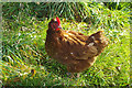 SD4516 : Hen near Park Farm by Stephen McKay