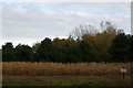 Looking off the footpath near Oak Covert, Iken