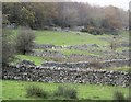 Hen waliau cerrig sych / Old drystone walls