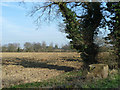 Ploughed field west of Rank