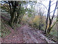 Llwybr Ffarm Whitlera / Whitlera Farm Path