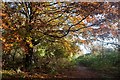 Autumnal walk along Kingdom of Fife Railway