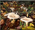 SO7541 : Colwall Green fungi by Jonathan Billinger