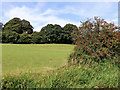 Canalside pasture south-east of Cheddleton in Staffordshire