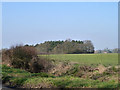 View towards plantation north of Hornells Corner