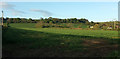 Farmland, Weston Farm