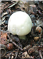 Mushroom and acorns by the footpath north of Gatehill Road