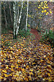 A woodland path on Gala Hill