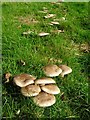 Fungi in a field