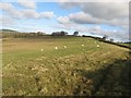 Sheep pasture at Tyrpeg Uchaf