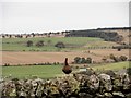 Red Grouse near Muggleswick