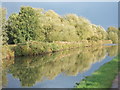 Tree reflections, Grand Union Canal