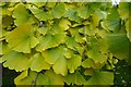 SO8844 : Leaves on a ginkgo tree by Philip Halling