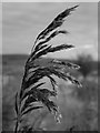 Phragmites reed, Thirlings