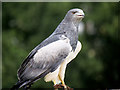 SO7023 : Grey Buzzard Eagle by David Dixon
