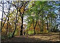 Autumn in Endcliffe Park