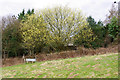 Goat Willow near Gravetye Manor