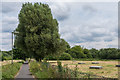 Path to Fetcham Mill Pond