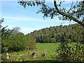 SJ9850 : Pasture and woodland north-east of Consall, Staffordshire by Roger  D Kidd