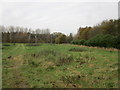 Grass field and plantations, Little Ponton