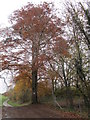 SK9332 : Beech tree at the junction of Whalebone Lane and Woodnook Lane by Jonathan Thacker
