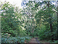 Path in Nanscot Wood