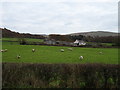 Sheep grazing towards Dyke Farm