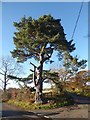 NY9458 : Roadside pine tree by Oliver Dixon