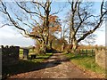 Road to Middlewick Barton