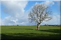 Pasture, Tregoney