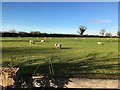 Sheep grazing in a field off Hoseley Lane