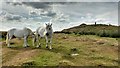 NO4513 : White horses on Drumcarrow Craig by Aleks Scholz