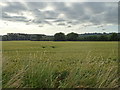 Cereal crop, Wroughton