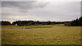 Field by Culcairn, Evanton