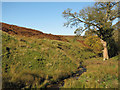 Red Burn at Bank Foot