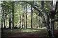 Beech wood, Dunecht estate