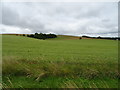 Farmland, Upavon