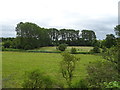 Grazing near the River Avon